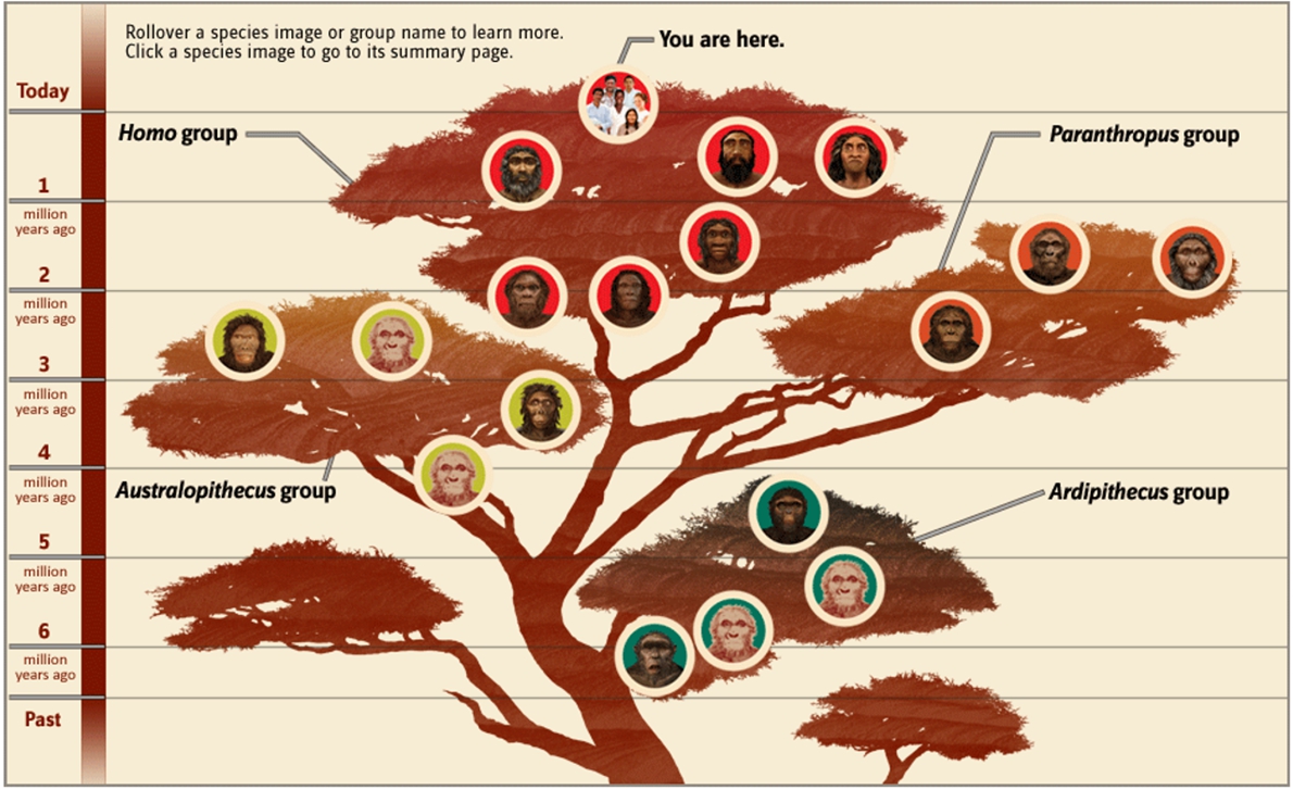 Human Family Tree, The Smithsonian National Museum of Natural History.jpg