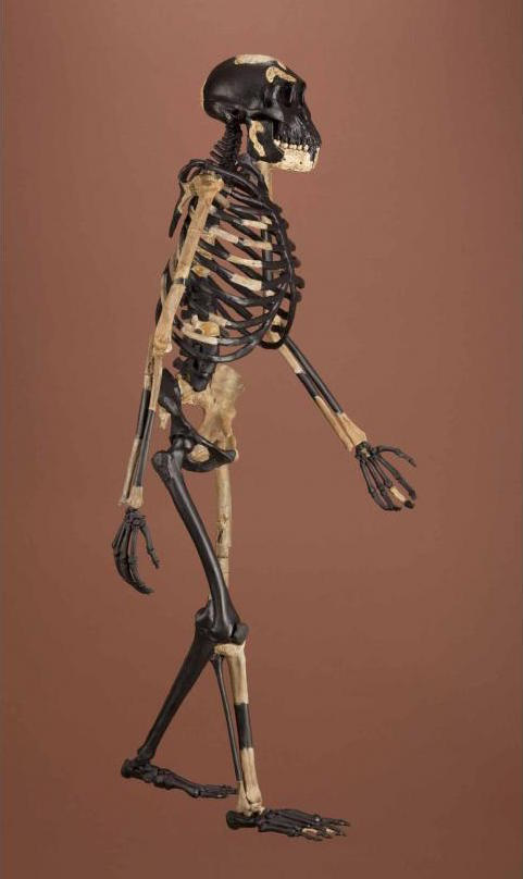 Reconstructed skeleton of Australopithecus afarensis Lucy..png