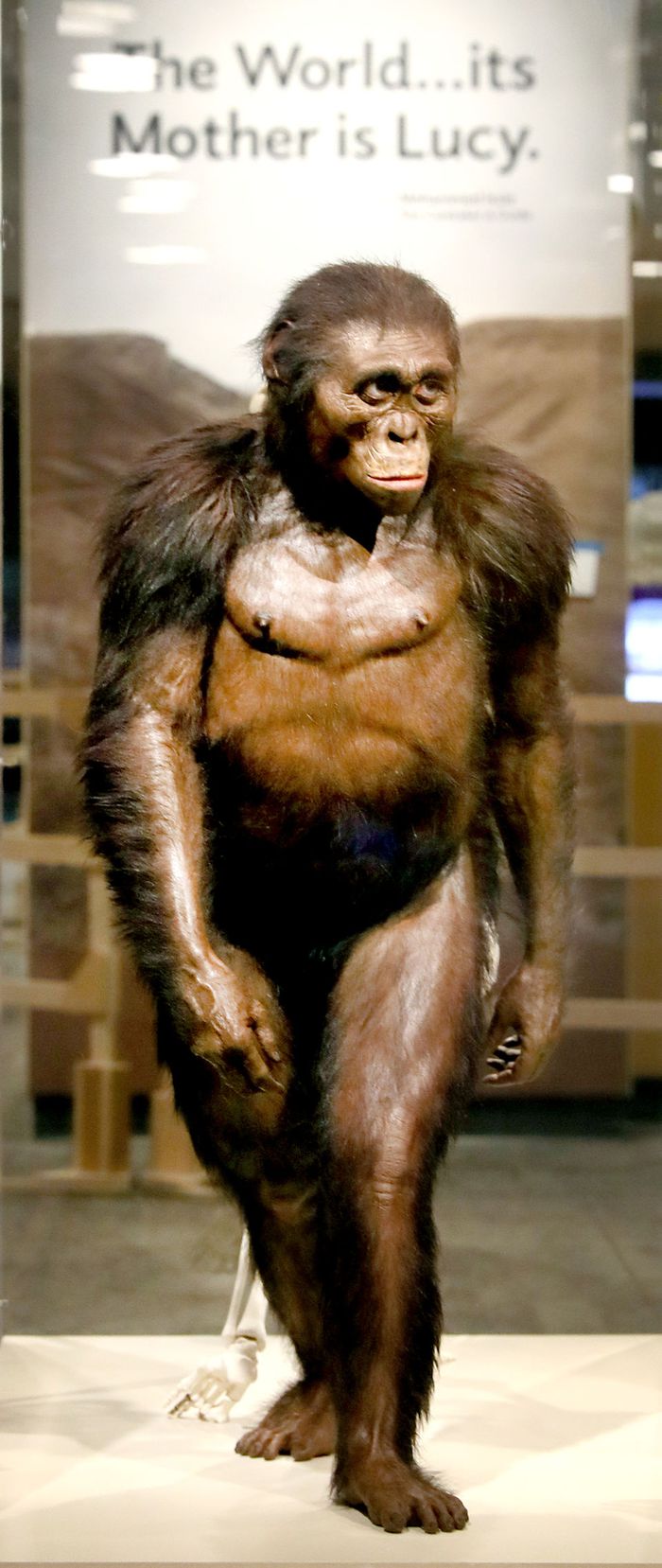 Lucy walked upright, qualifying her as an early human. Chuck Crow The Plain Dealer.jpeg