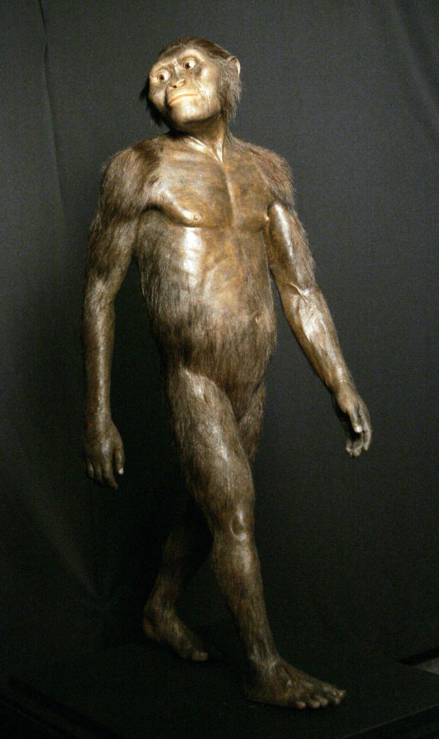 A three-dimensional model of the early human ancestor  Lucy.jpg