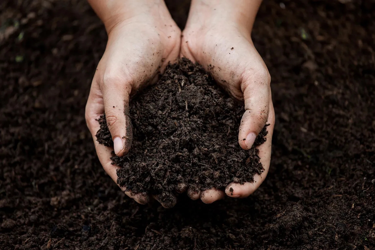 Planting-Soil-in-Hands.webp.jpg