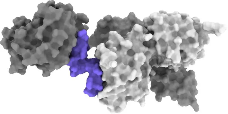 Insulin-Mimicking-Molecule-Bound-to-the-Insulin-Receptor-777x388.webp.jpg