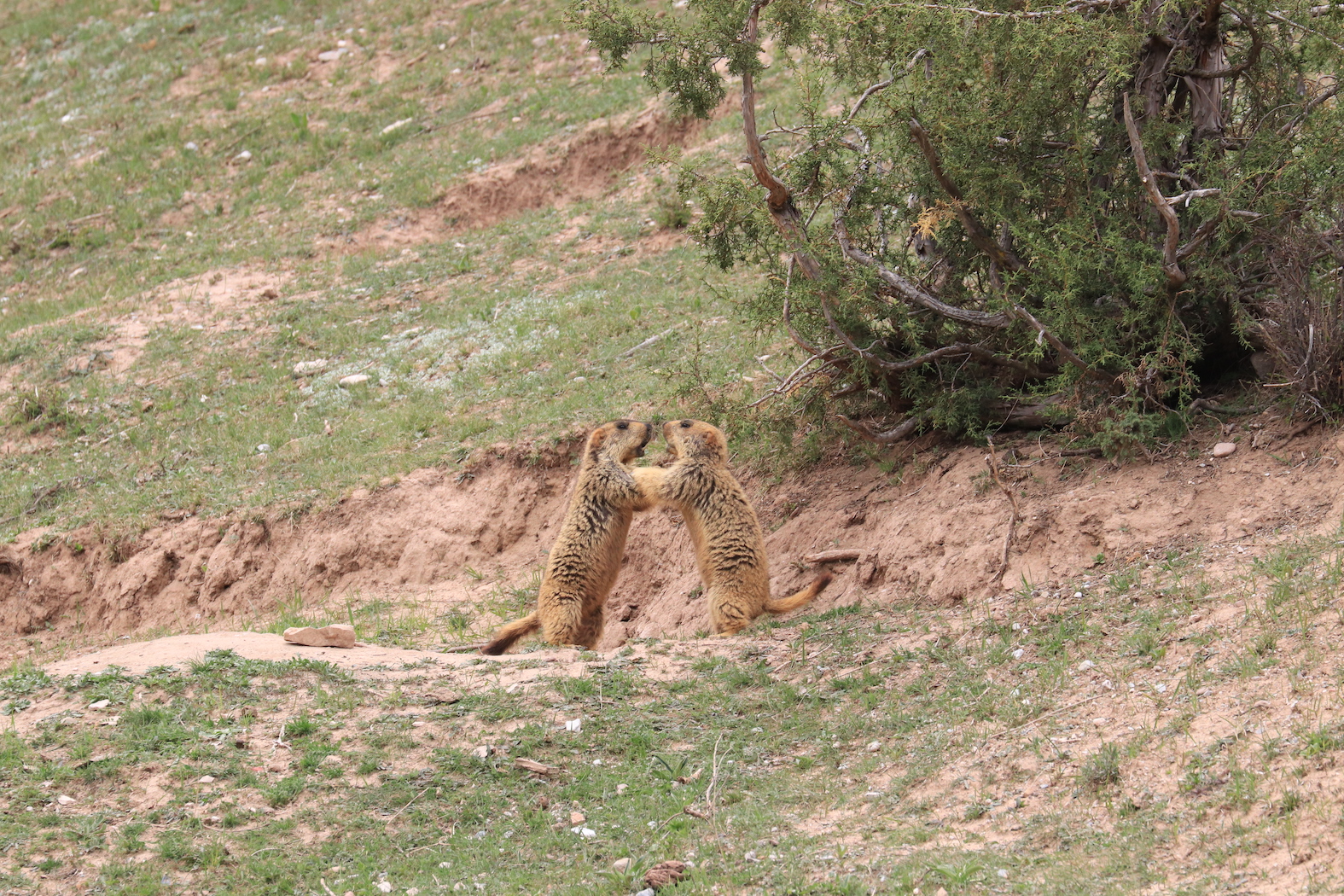 喜马拉雅旱獭Marmota himalayana 1的副本.jpg