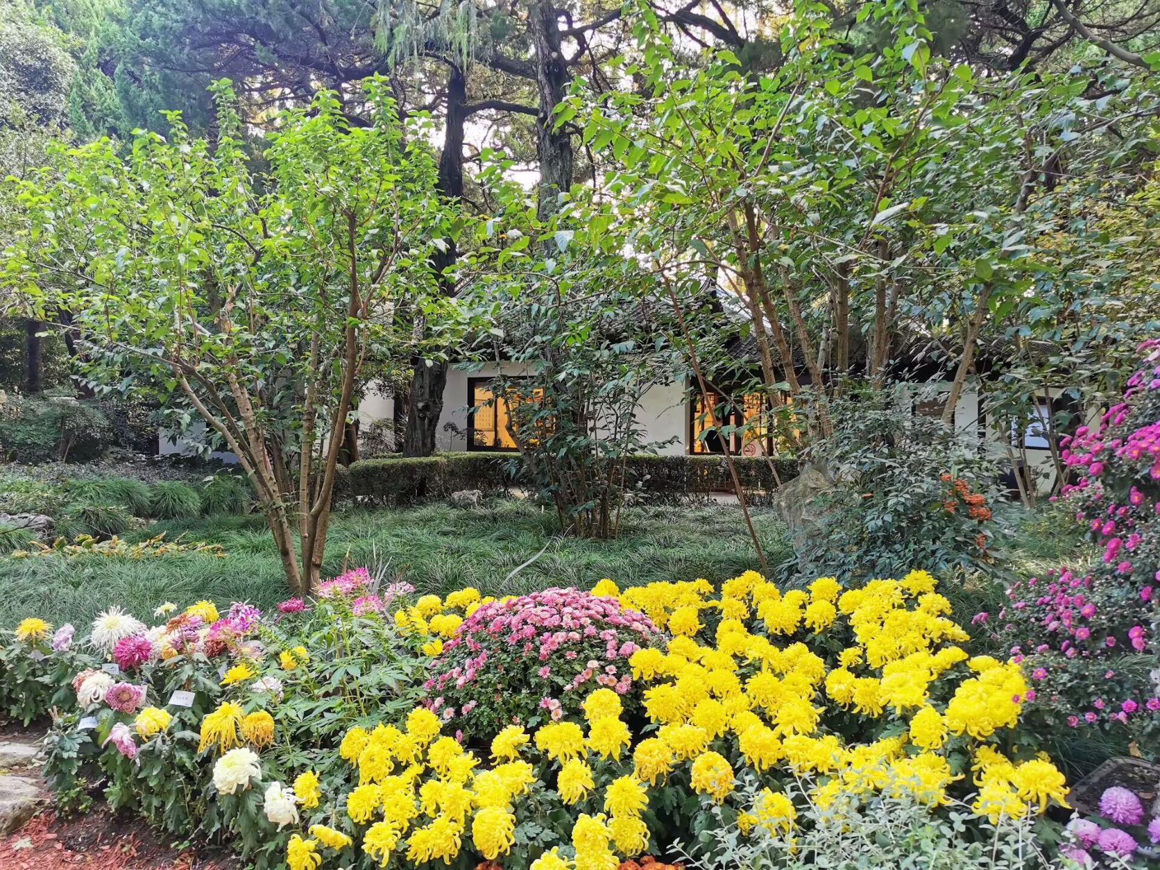 上海春季赏花攻略，最美赏花好去处-上海旅游攻略-游记-去哪儿攻略