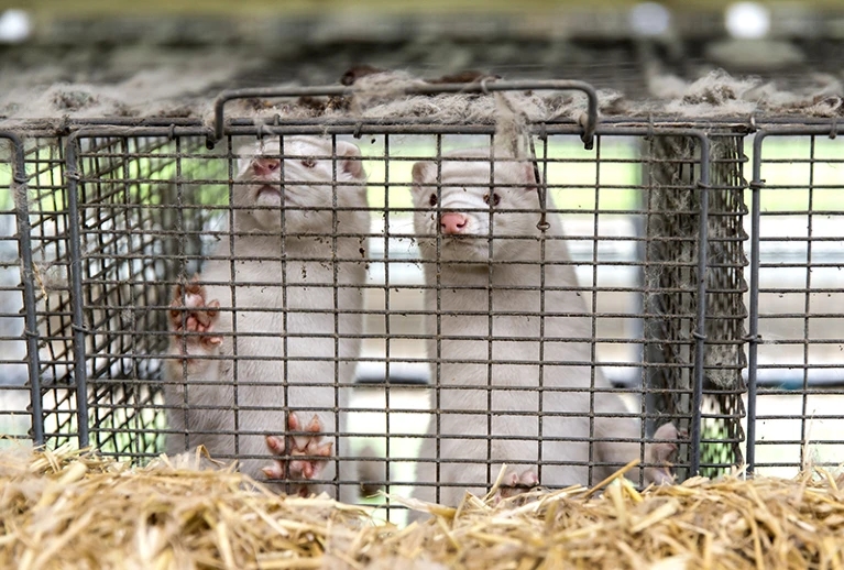 The new variant of H5N1 flu had been spreading among mink_Credit_ Ole Jensen Getty.jpg