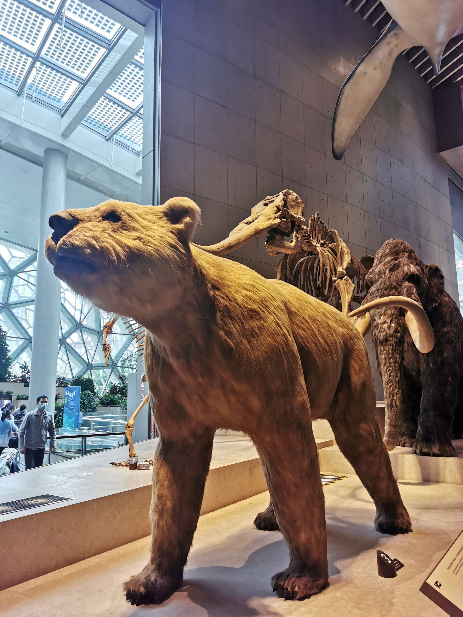上海自然博物馆之史前动物1.jpg