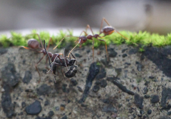 IMG_9403黄猄蚁猎捕到一只和自己体型相当大小的其他种类蚂蚁.JPG