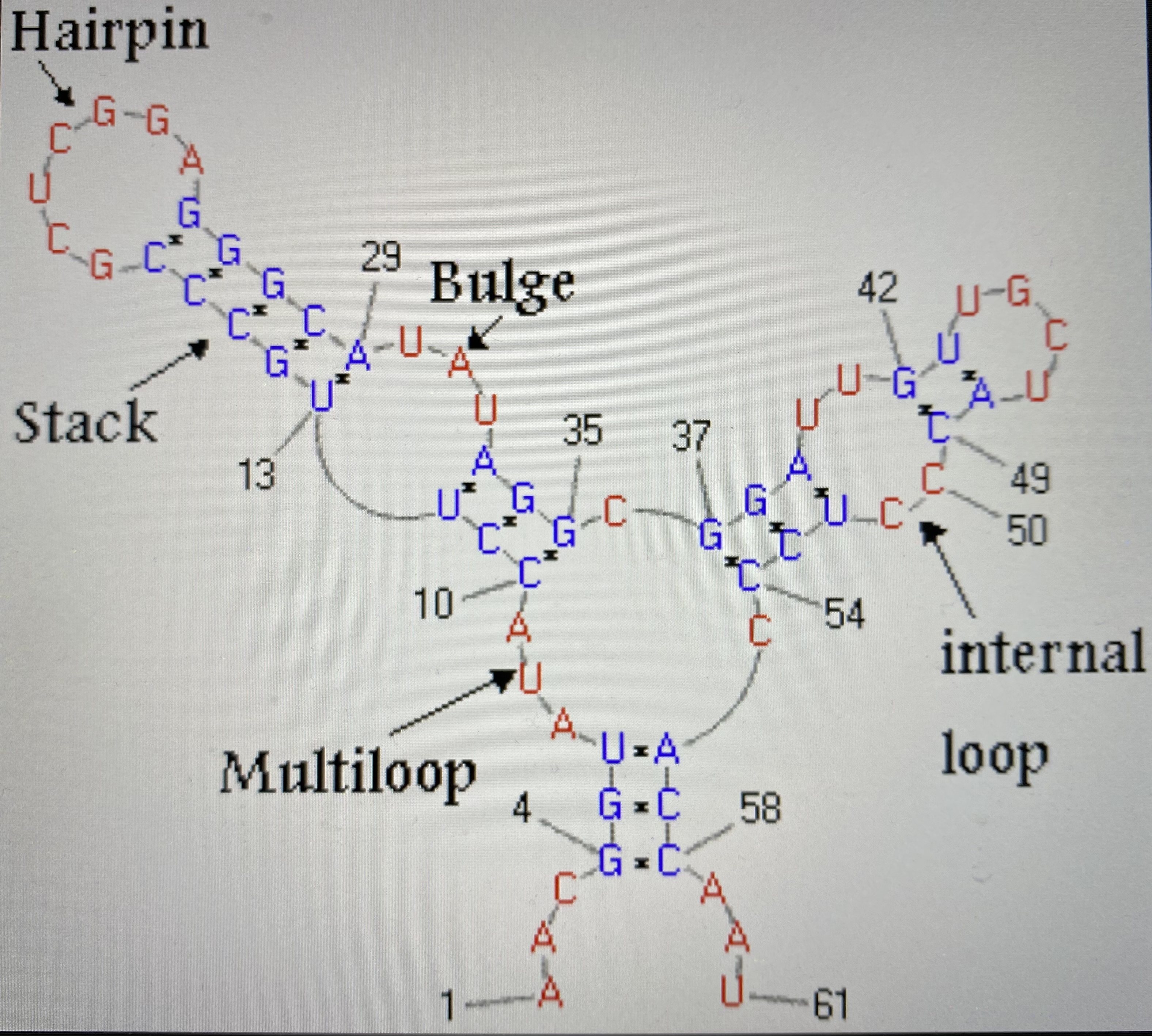 motif-rna.png