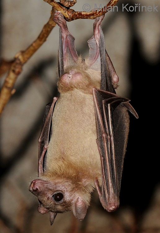 Rousettus aegyptiacus (E. Geoffroy, 1810) - Egyptian Fruit Bat 11 173707.jpg