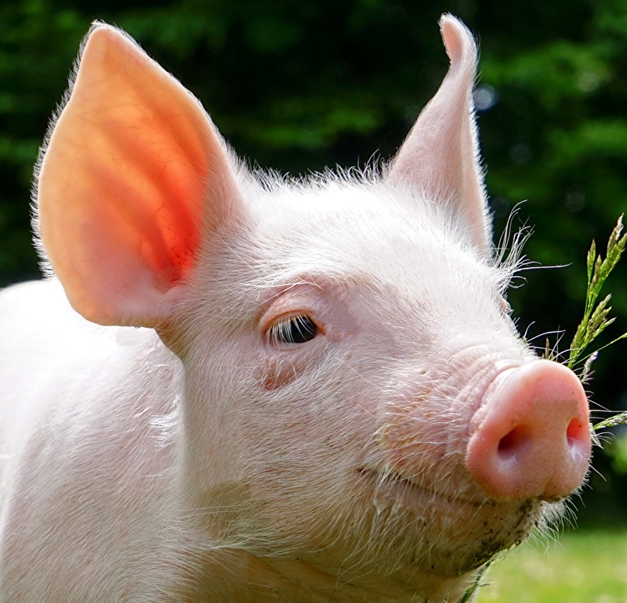20 Of The Cutest Pig Pictures 11 Domestic_pig_Grass_483156_2560x1600__.jpg