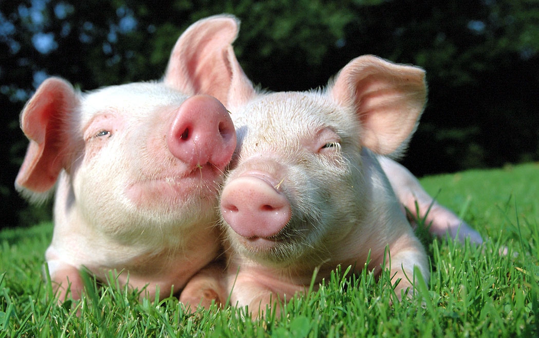 20 Of The Cutest Pig Pictures 22 pigs-in-love_.jpg