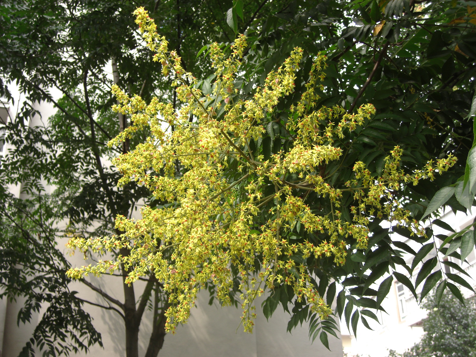 全缘叶栾树（Koelreuteria bipinnata var. integrifoliola）4.jpeg