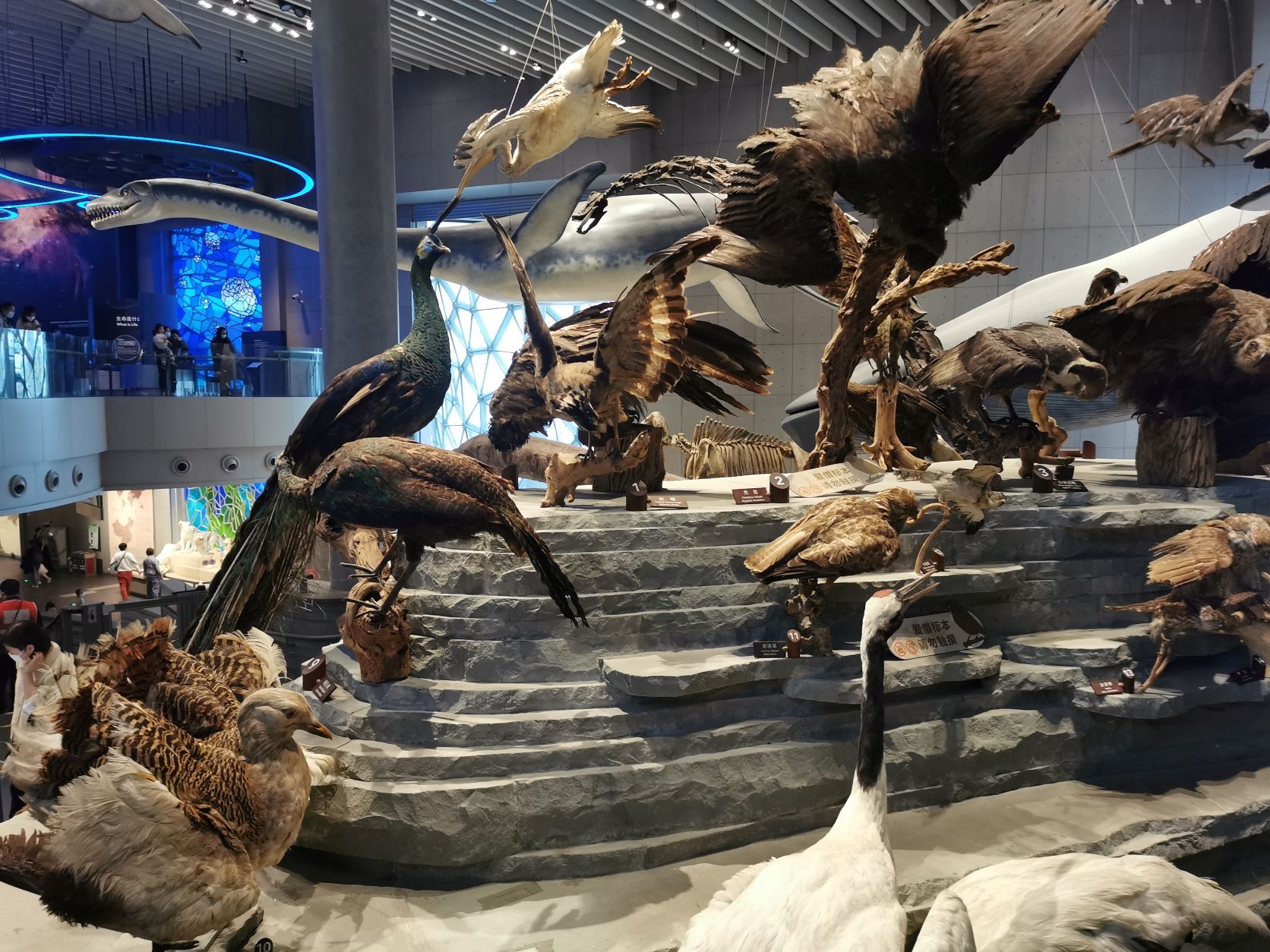 上海自然博物馆之鸟类02.jpg