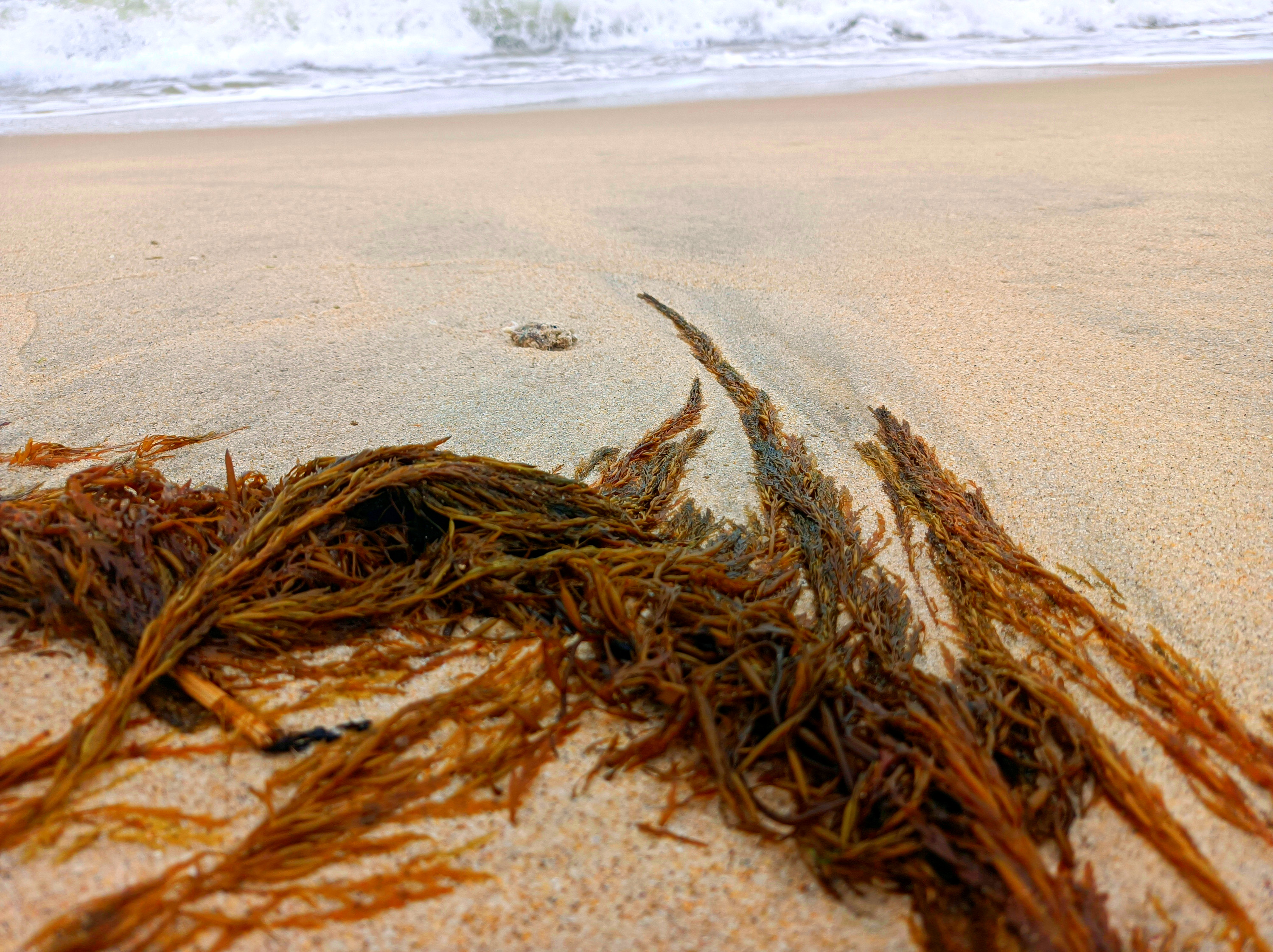 臺灣百種海洋生物-大型海藻與海草-羊栖菜-臺灣百種海洋生物-大型海藻與海草 - 海洋委員會海洋保育署全球資訊網