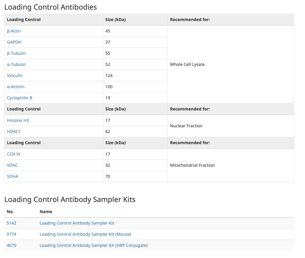 Loading_Control_Antibodies___CST.jpg