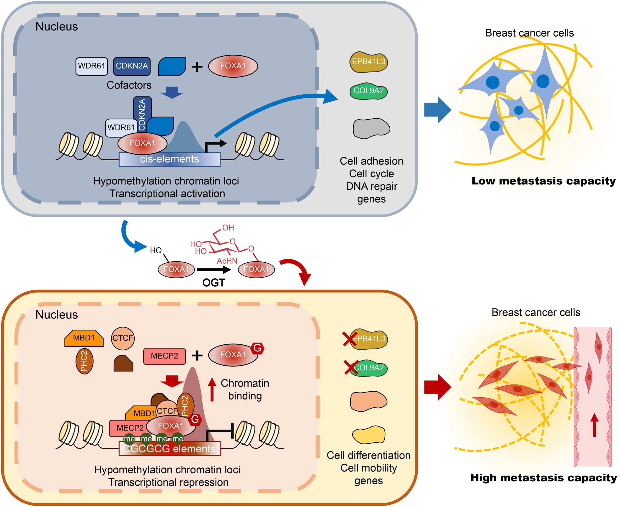 Liu_2023_FOXA1 O-GlcNAcylationCmediated transcriptional switch governs metasta.jpg