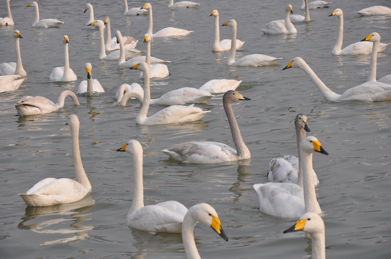 Whooper Swan in China_0740a by MaMing.jpg