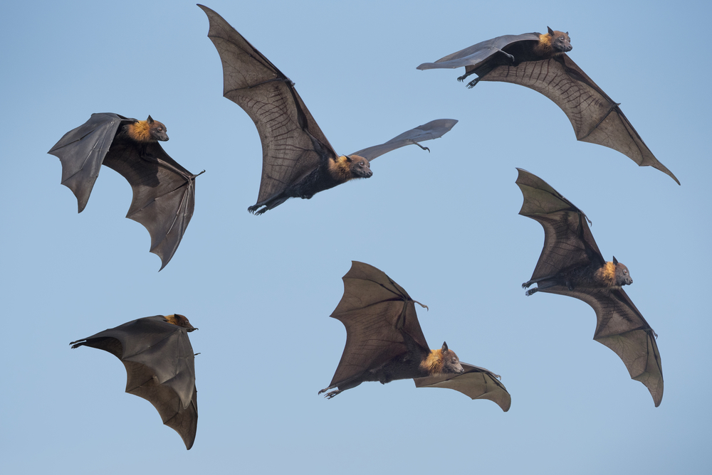 Brazilian free-tailed bat flies at breakneck speeds.jpg