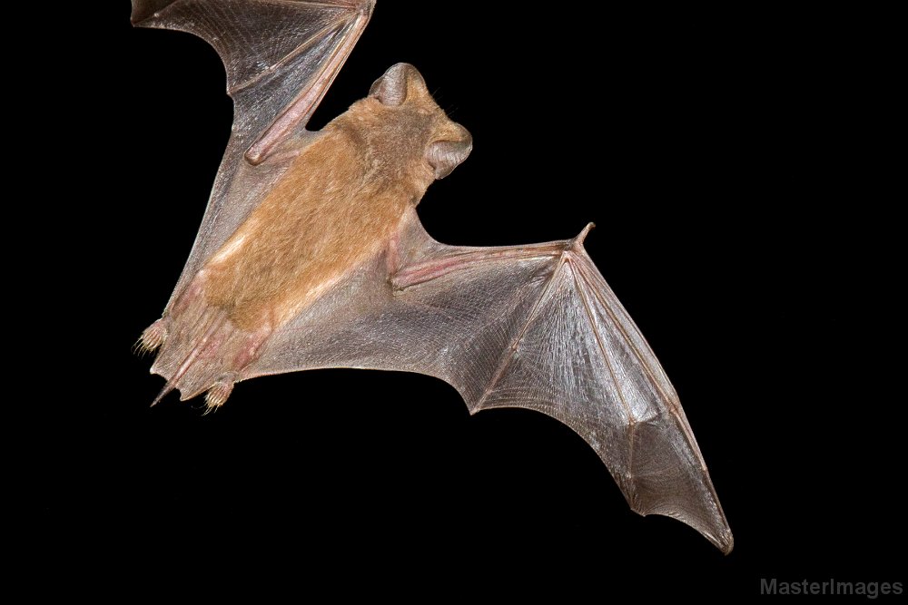 Brazilian (or Mexican) Free-tailed Bat 11 IMG_5766c.jpg