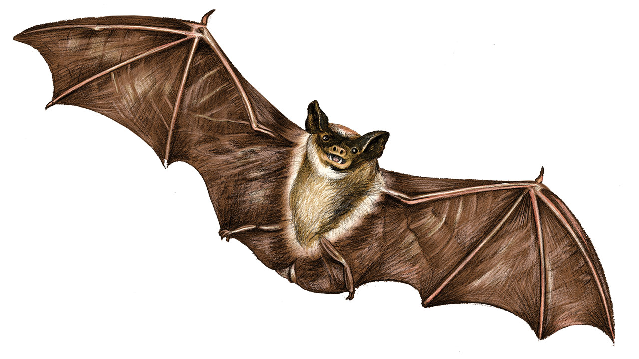 feature-migration-tadarida-brasiliensis-mexican-free-tailed-bat-dan-oko-lisel-as.jpg