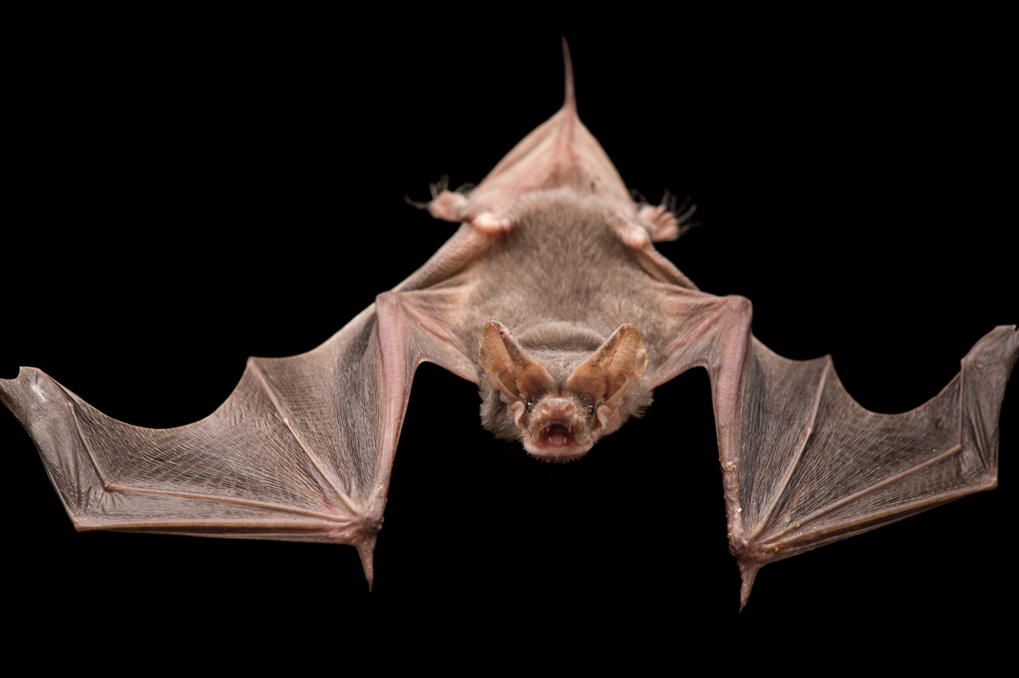 ANI014-00125 Brazilian free-tailed bat (Tadarida brasiliensis mexicana).jpg
