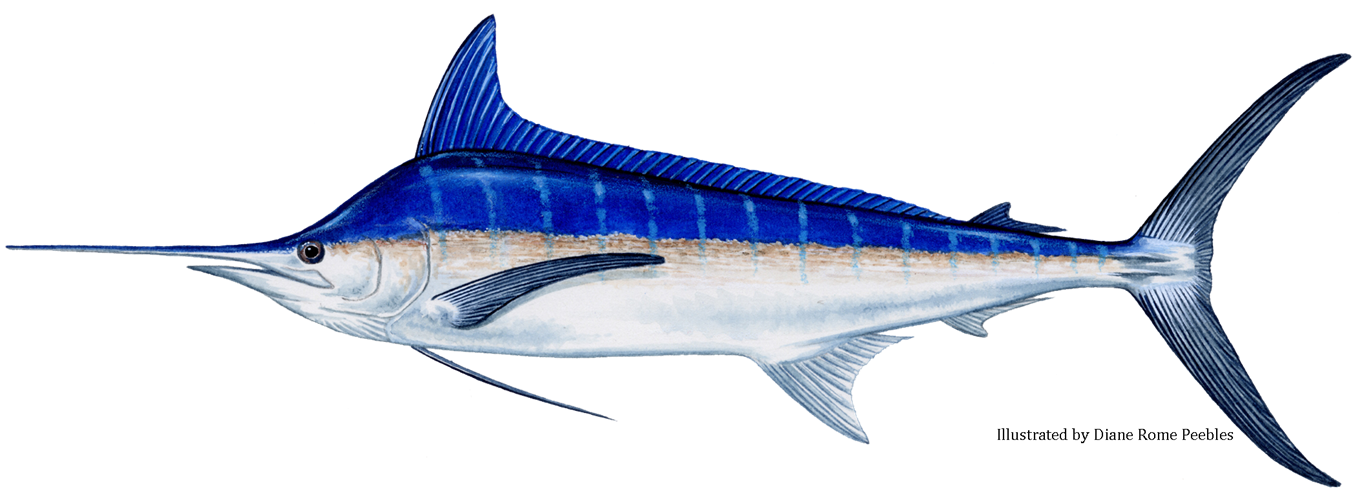 Blue Marlin (Makaira nigricans)   Blue_Marlin_.png