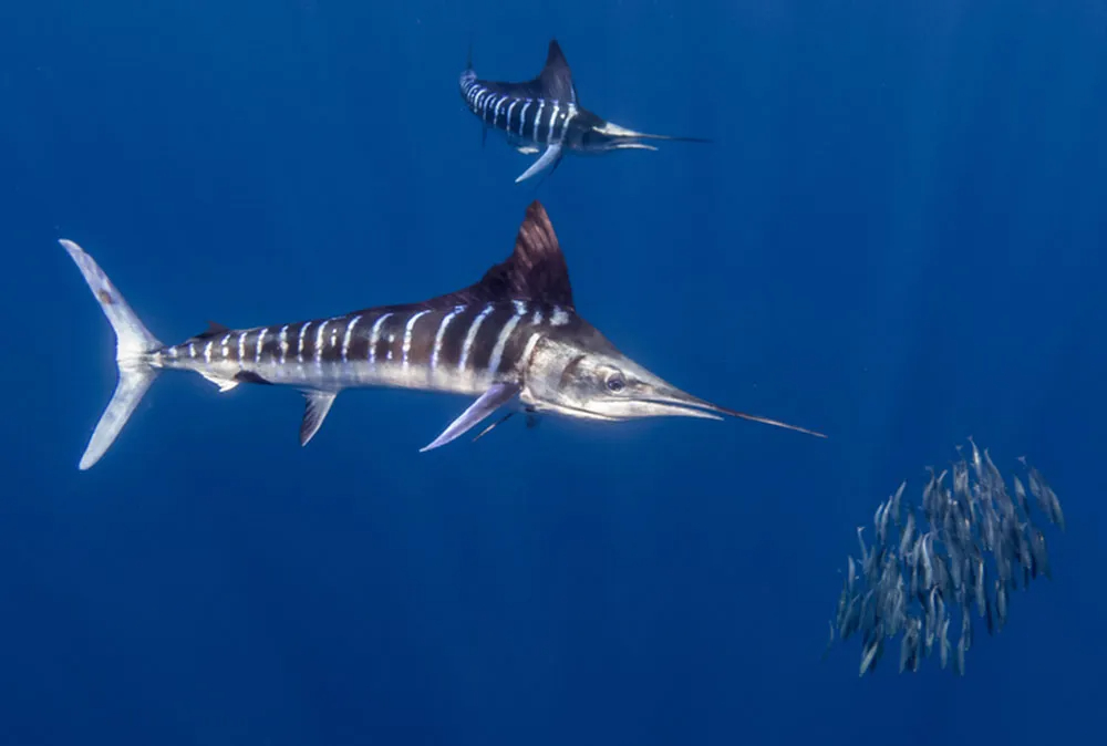 britannica  striped marlin (Kajikia audax)   striped-marlin-hunting-sardines-Mexico.jpg
