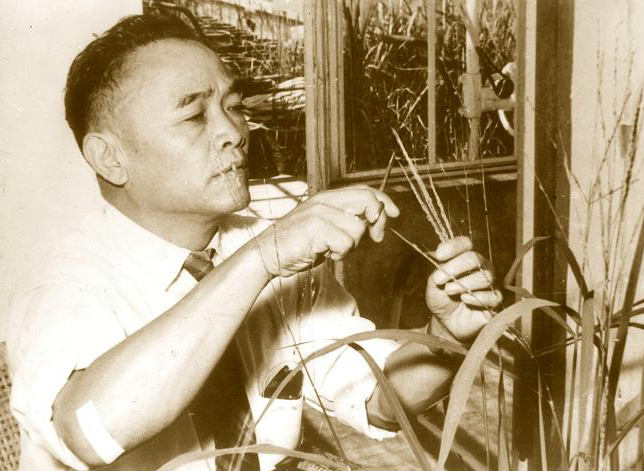 1948-李先闻在进行粟的杂交.jpg