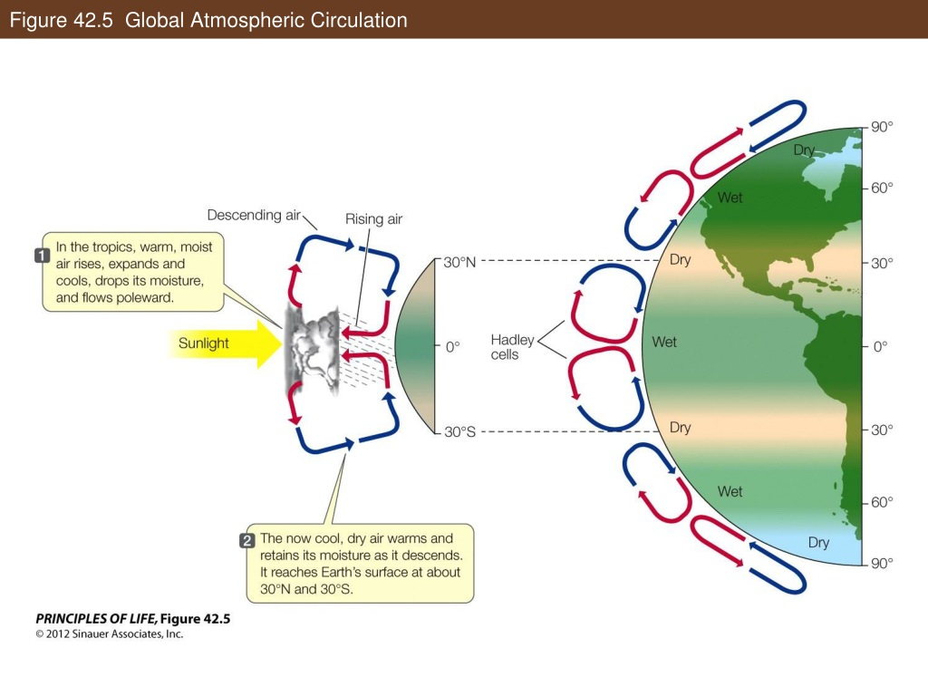 figure-42-5-global-atmospheric-circulation-l.jpg