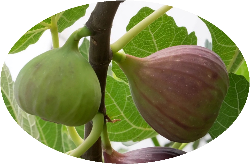 britannica   Ripening figs on a common fig ͼ.jpg