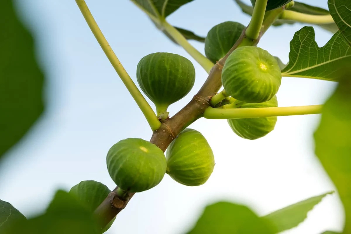 How to Grow a Fig Tree Young-figs-on-tree-SS-549270481.jpg