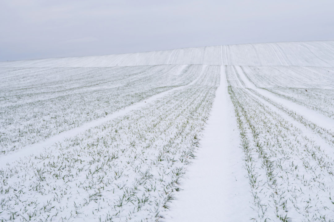Snow cover helpful in tight wheat market.jpg