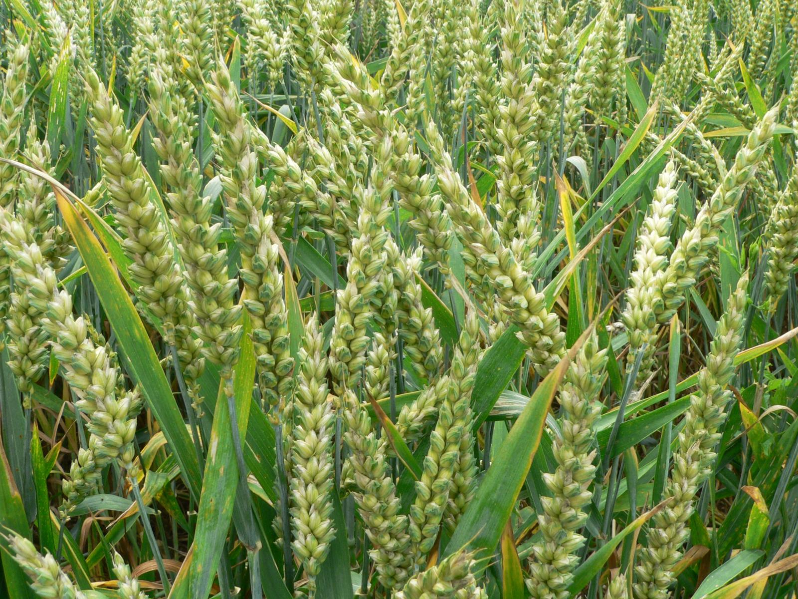 Wheat (general) Triticum aestivum L..jpg