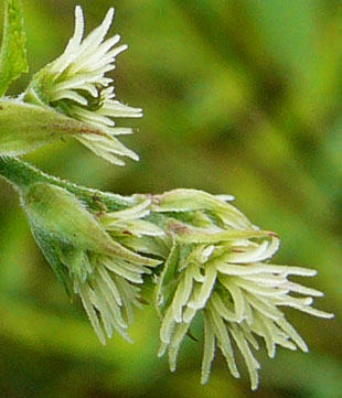 Close-up of female flowers.jpg