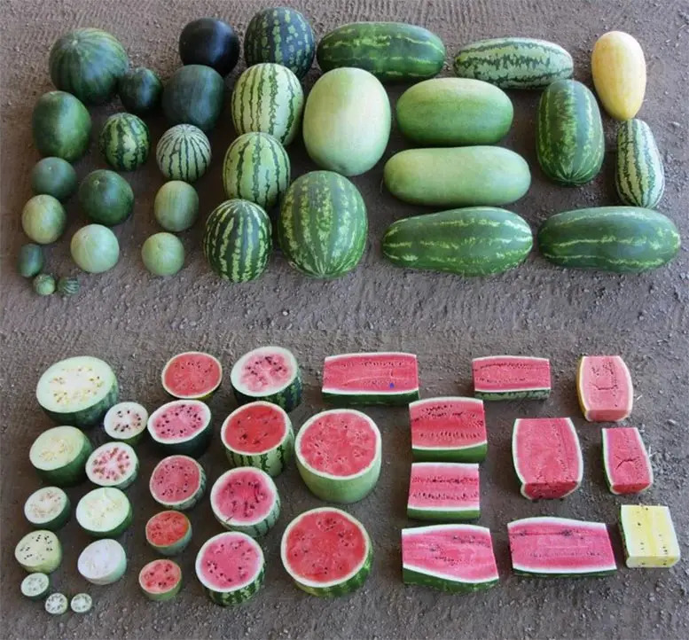 Cultivated watermelons wild relatives are very genetically.jpg