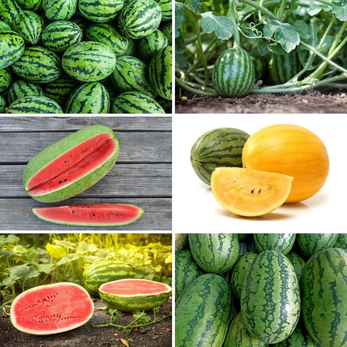 12 Tips on How to Find the Best Tasting Watermelon.jpg