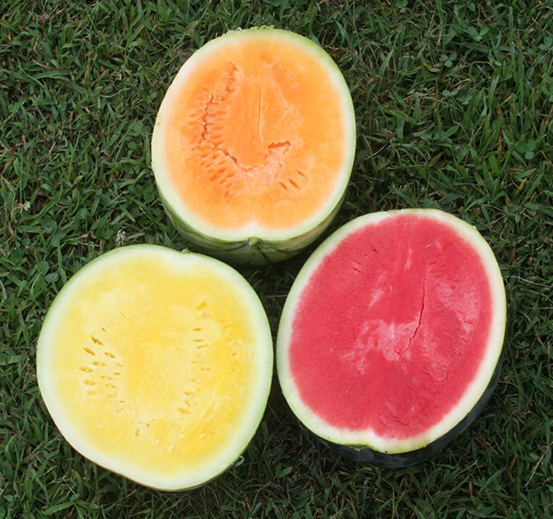 Watermelon of various flesh colors.jpg