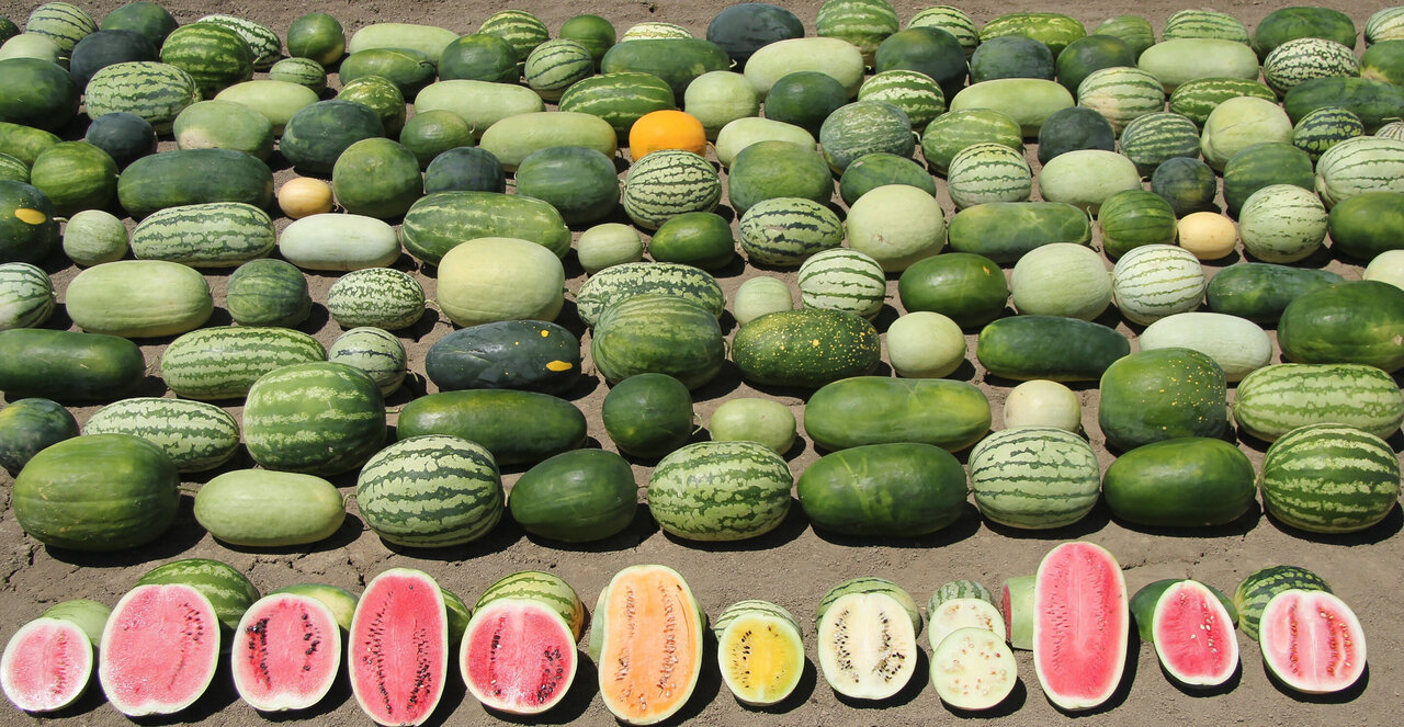The seven species of watermelon have an incredible amount of diversity 小.jpg