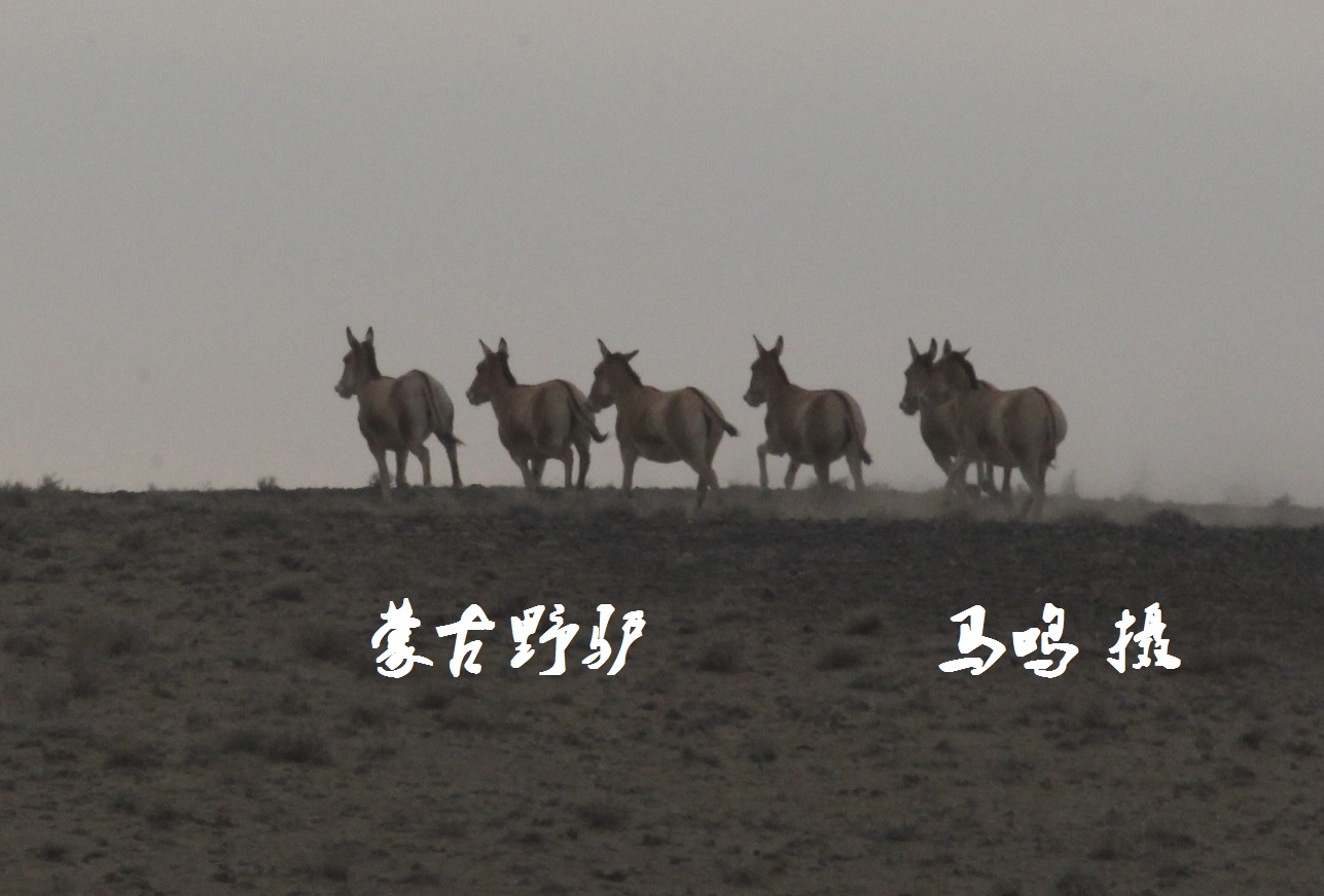 1 蒙古野驴 在卡拉麦里科学考察_马鸣摄 (11a).jpg