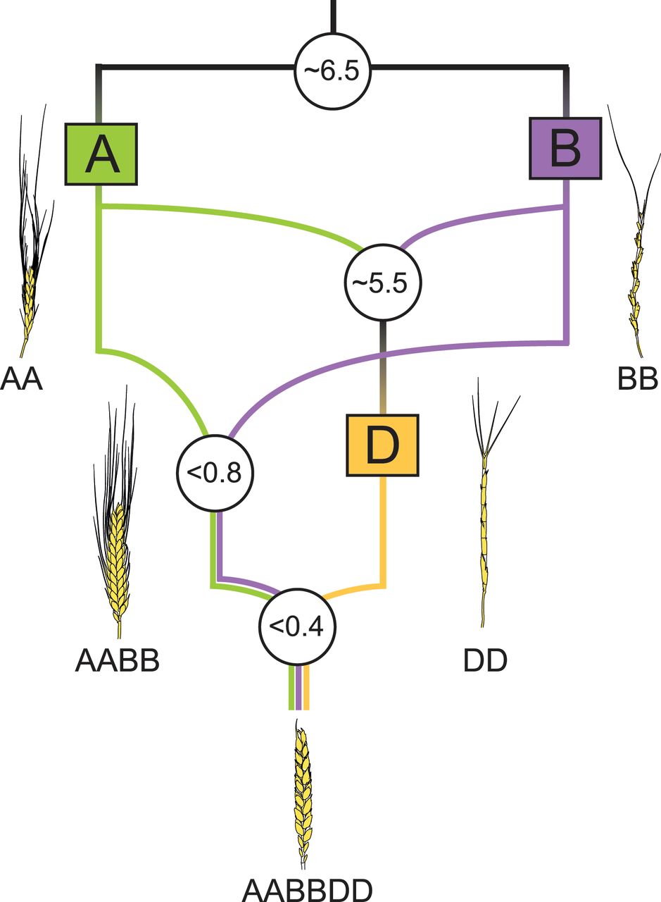 Fig. 3 Model of the phylogenetic history of bread wheat (Triticum aestivum; AABBDD)..jpeg
