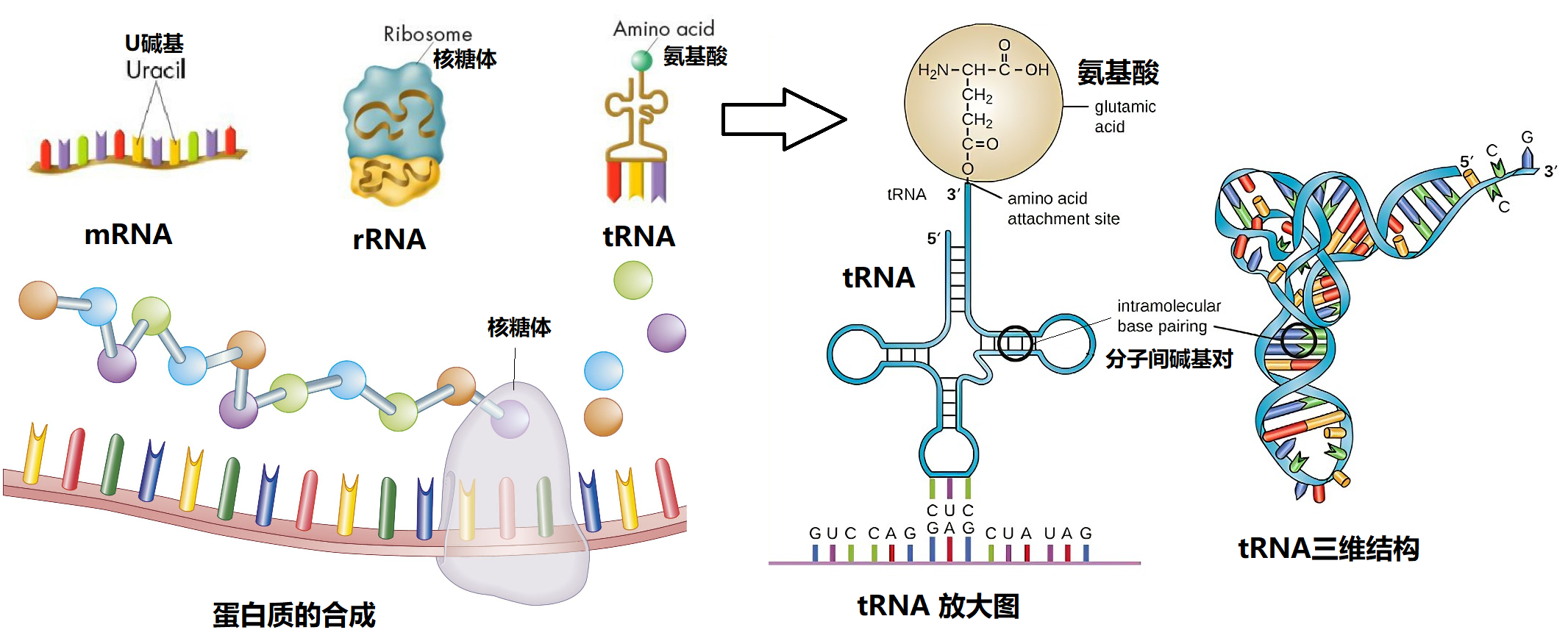 ͼ5-RNA.png