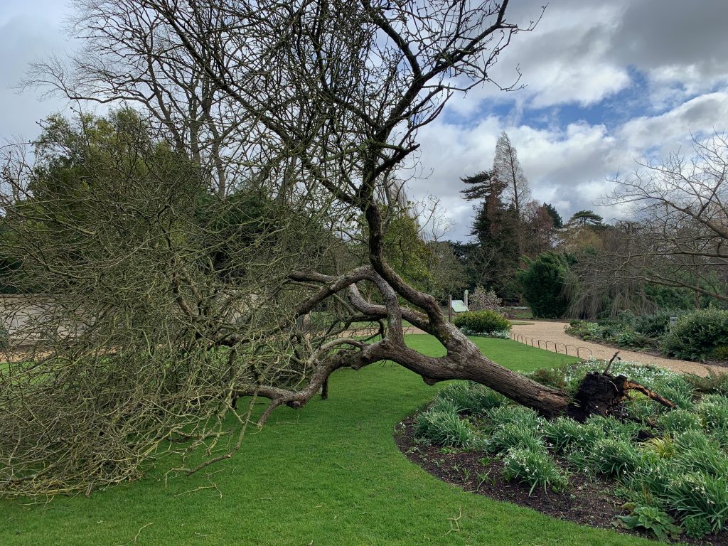 Cambridge-University-Botanic-Garden-Newtons-Apple-fallen-Feb22-credit-Sam-Brocki.jpeg