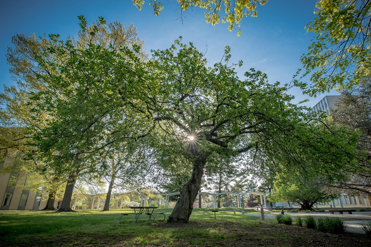 The Newton apple tree on the NIST Gaithersburg campus Credit  J. Stoughton NIST_С.jpg