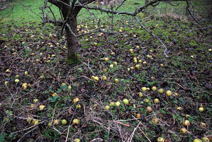 Fallen apples at Isaac Newton’s apple tree Woolsthorpe Manor, Lincolnshire_小.jpg