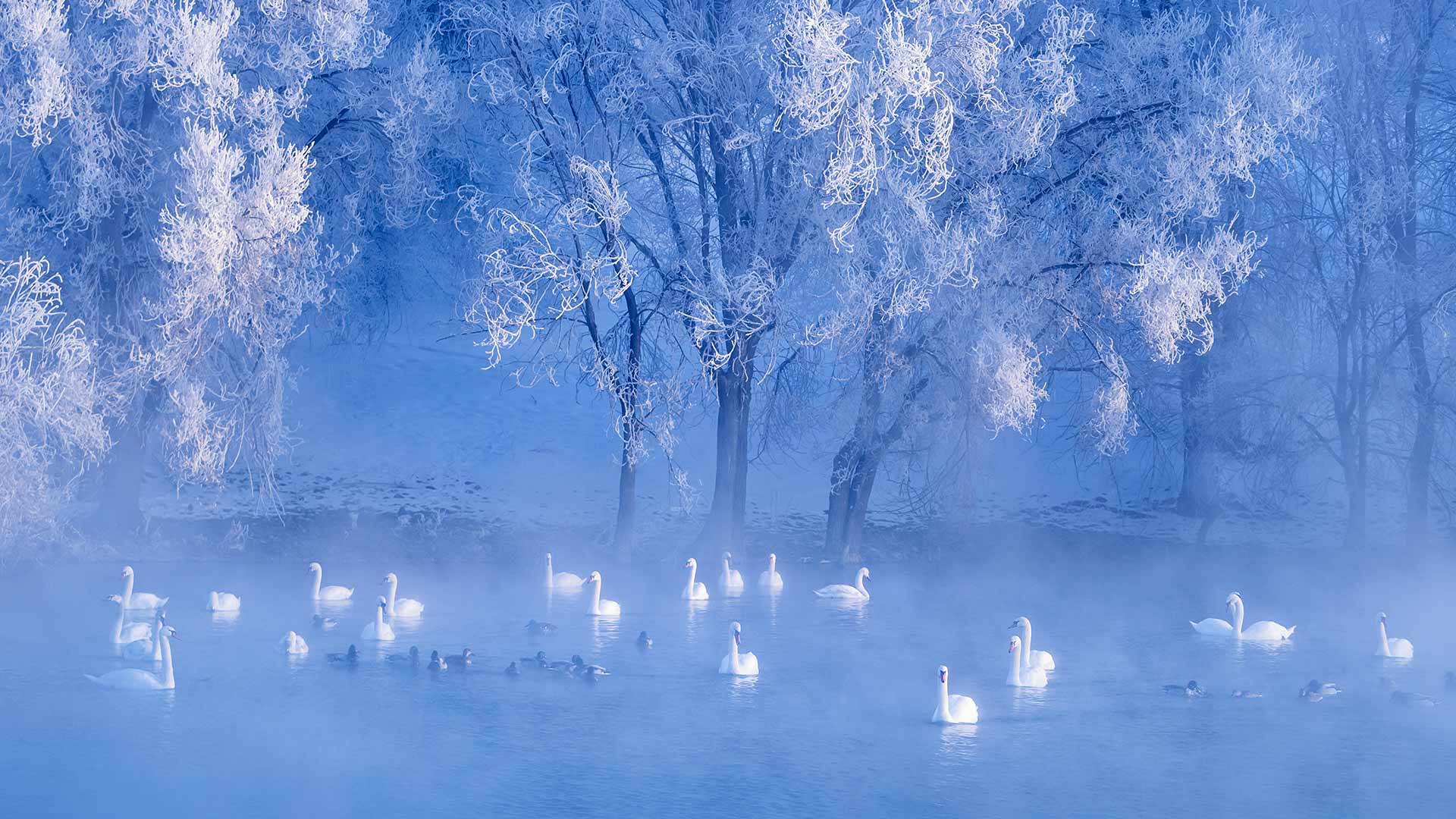  Winter Solstice Swans on lake ½.jpg