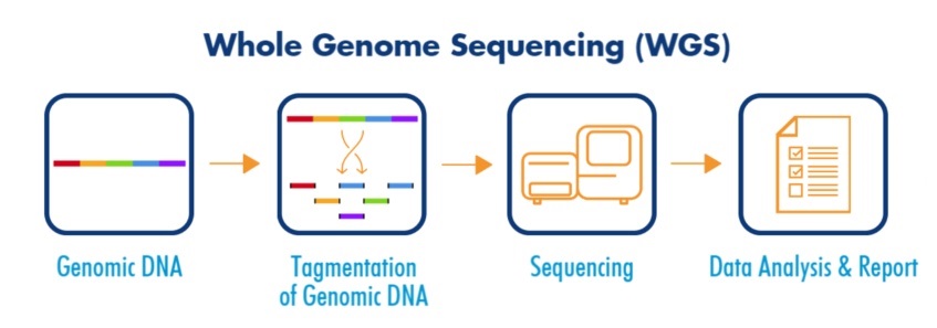 whole_genom_sequencing_0.jpg