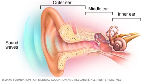 ei00027-three-parts-of-the-ear.webp.jpg