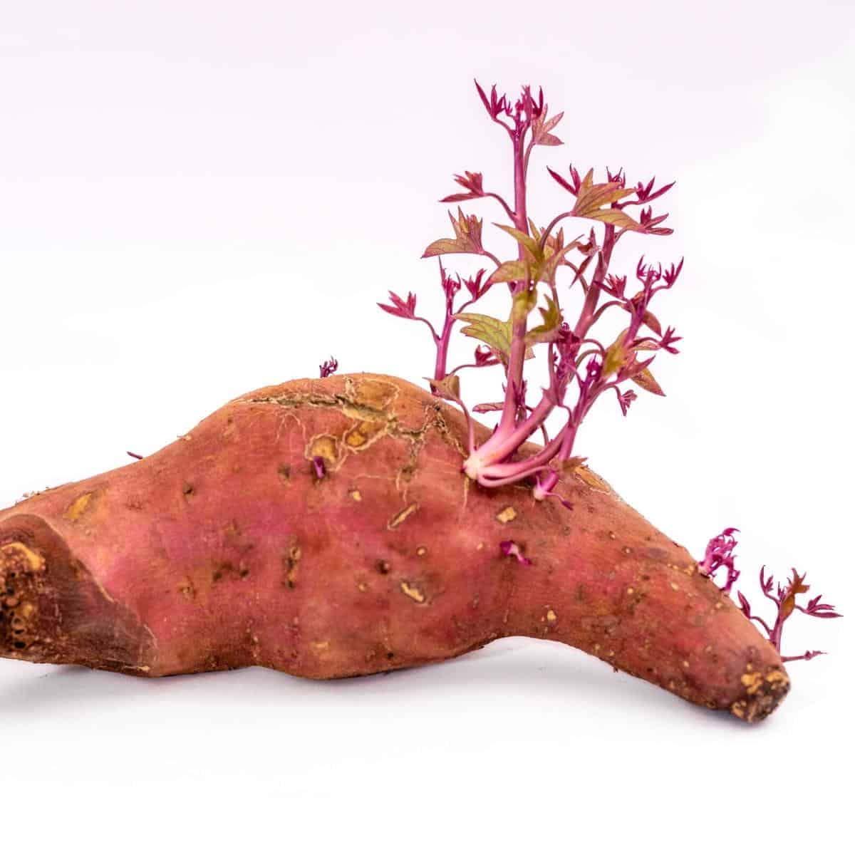 Can-You-Eat-Sprouted-Sweet-Potatoes-1-1.jpg