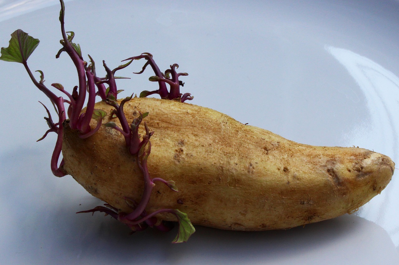 sprouting-potato-growing.jpg
