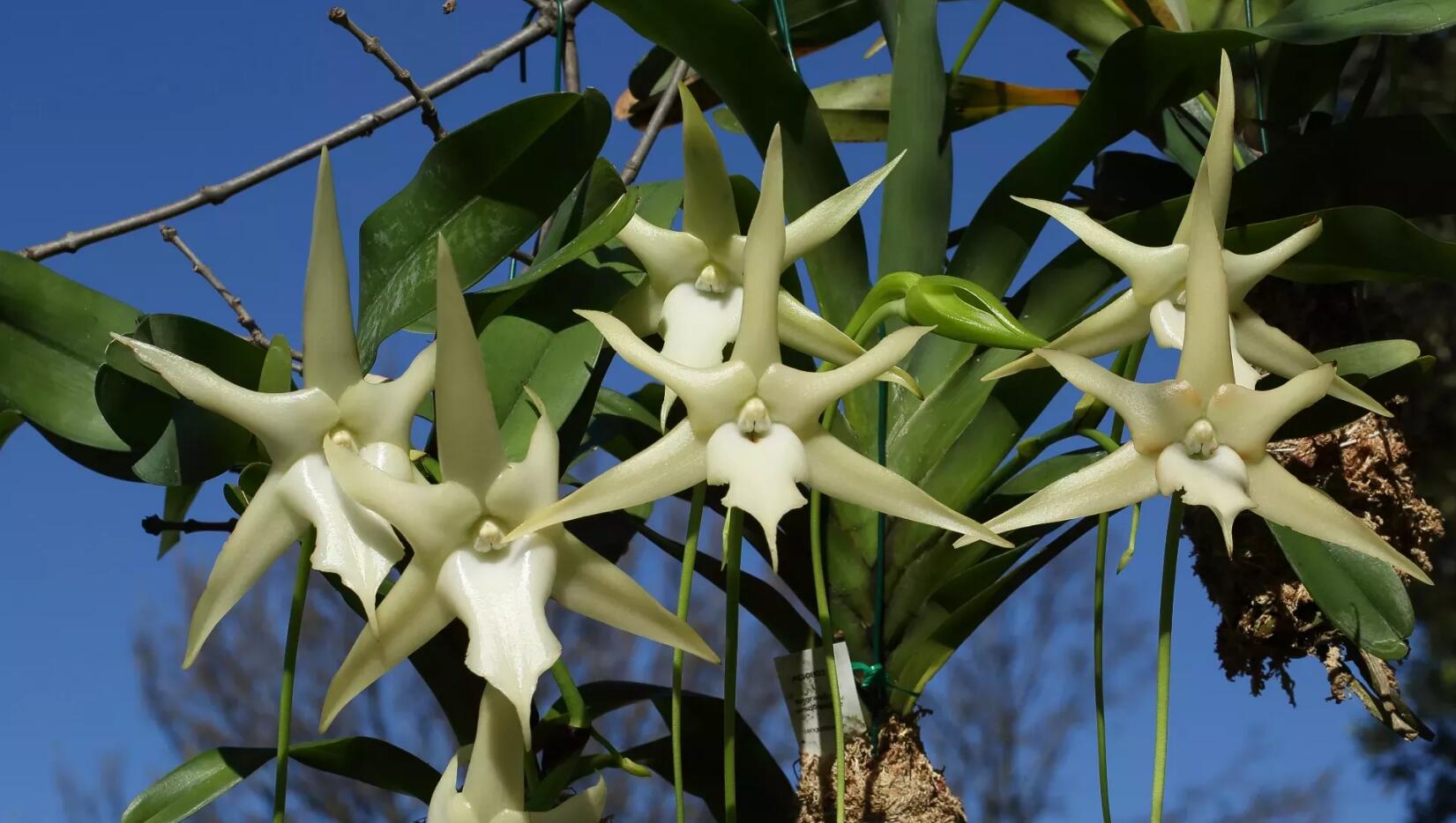 ͼ ֮  Angraecum sesquipedale wide 02.jpg